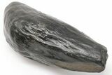 4.95" Fossil Sperm Whale (Scaldicetus) Tooth - South Carolina - #198786-1